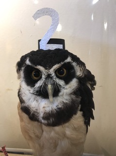 くまのプーさんの先生は しあわせをよぶフクロウカフェ Country Owl